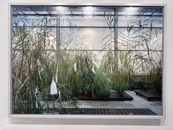 Thomas Struth, Sorghum, Danforth Plant Science Center, 2017, Marian Goodman