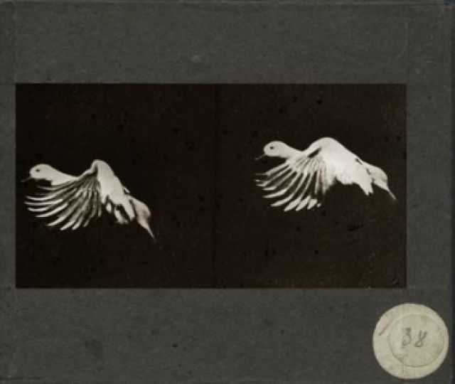 Etienne Jules Marey, Station Physiologique, 1887. Le vol du canard. Plaque de verre positive. / The Duck. Positive glass plate. (Lot 240)