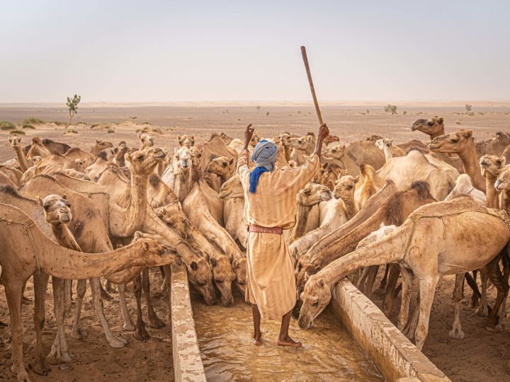 Romain Miot: The Camel’s Conductor – Oualata - winner of URBAN PHOTO ARENA 2023 (contest for photographers under 35)