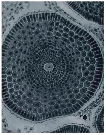 Laure Albin Guillot, Sans titre, tiré de l’album “Micrographies décoratives”, 1931 Héliogravure, 41,6 x 35,9 cm Chalon-sur-Saône, musée Nicéphore Niépce inv. MNN 2006.30