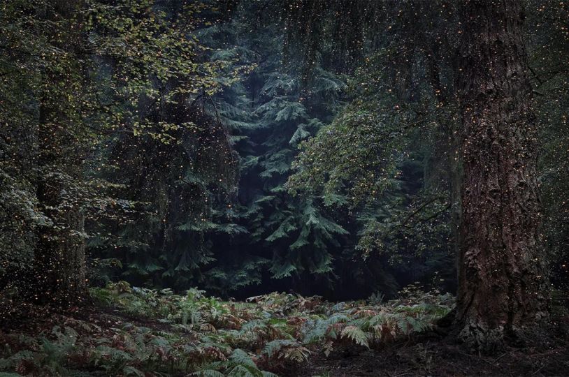 Stars 13, 2014 © Ellie Davies