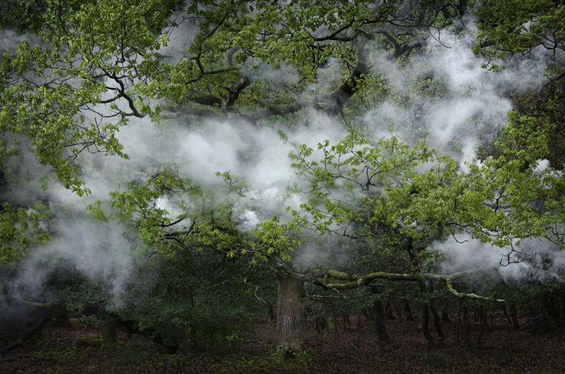 Between the trees 12, 2014 © Ellie Davies