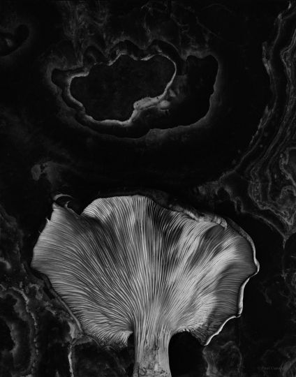 Fungus on Marble Table © Paul Caponigro – Courtesy of the Artist and Veritas Editions