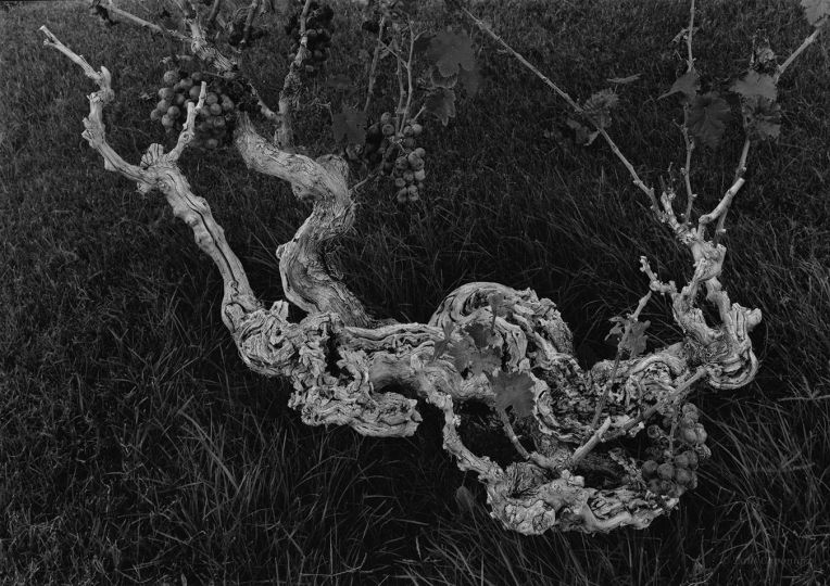 Grapevine Tecate © Paul Caponigro – Courtesy of the Artist and Veritas Editions