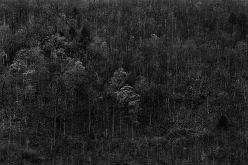 Kentucky Trees © Paul Caponigro – Courtesy of the Artist and Veritas Editions