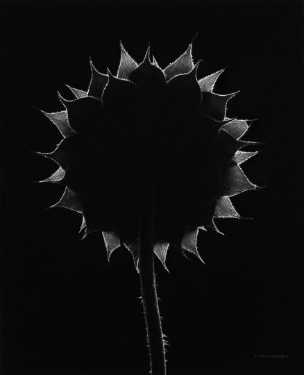 Sunflower © Paul Caponigro – Courtesy of the Artist and Veritas Editions