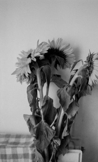 Vic Orth, from the series 'Ce qu'elle sème', 2024 © Vic Orth