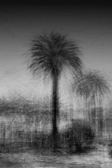 Jacob Gils, from the series 'Portrait of trees, 2023 © Jacob Gils / In The Gallery