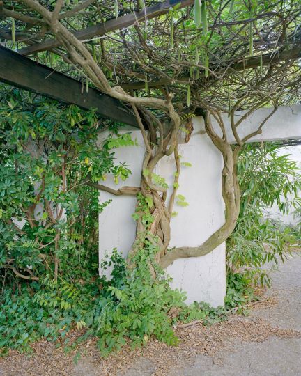 Arbre – “Villas Plein Soleil“ – Quartier du Point Zéro de La Grande Motte – 2020 © Charly Broyez & Laurent Kronental