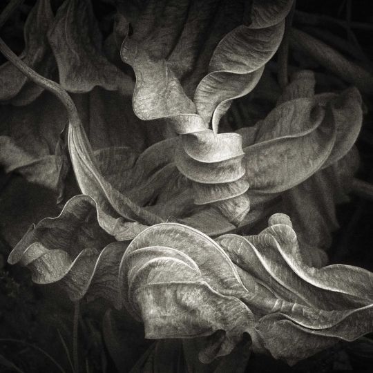 Fabrice Domenet, tirée de la série « La Peau du Monde », 2021 © Fabrice Domenet / L'Angle