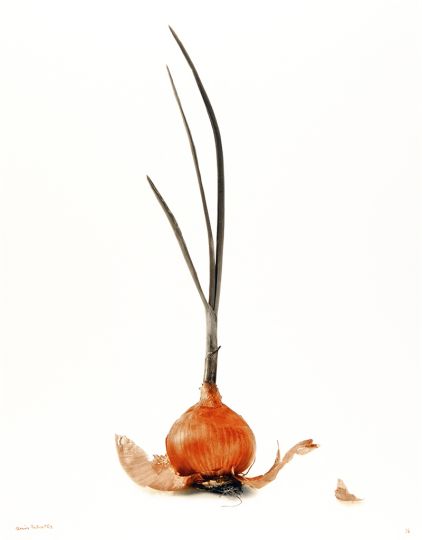Denis Brihat, Oignon germé, 2003. Tirage argentique viré à l'or 49.3 x 38.6 cm © Denis Brihat – Courtesy Camera Obscura