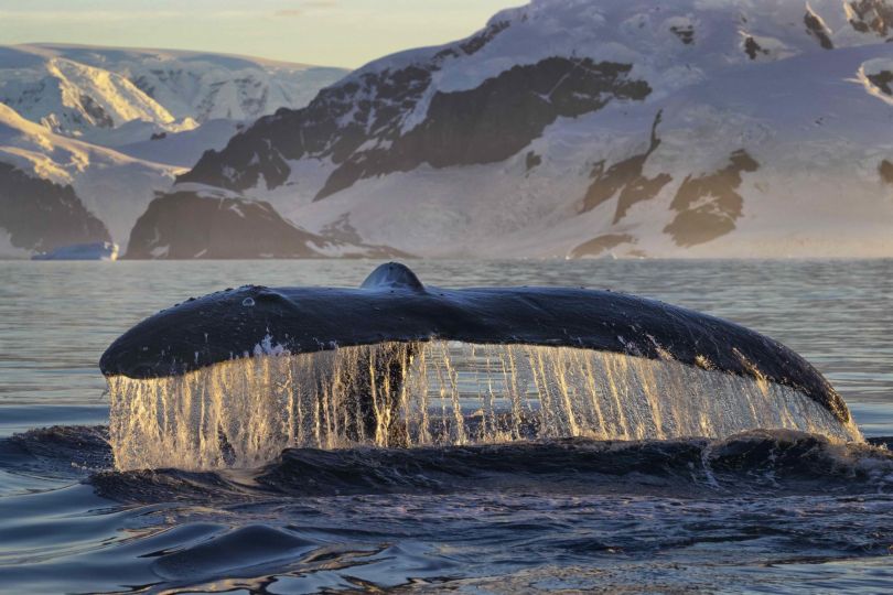 Paul Nicklen, The Moment, 2017 - 1st Place Winner in the ‘Portfolio’ category